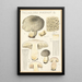 Tricholoma pardinum Q - Hans Baldung — framed artwork on a wall