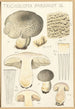 Tricholoma pardinum Q - Hans Baldung — artwork view