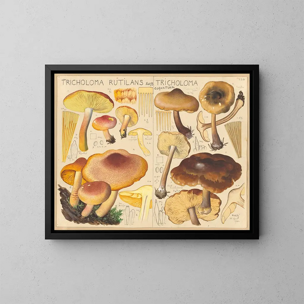 Tricholome rutilant Tricholome cognatum - Hans Baldung — gerahmtes Bild an der Wand