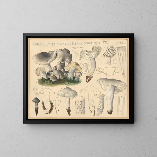 Tricholome saponacé var. squameux - Hans Baldung — gerahmtes Bild an der Wand