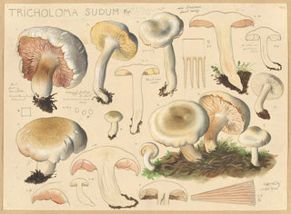 Tricholome sudum - Hans Baldung — Ansicht des Kunstwerks