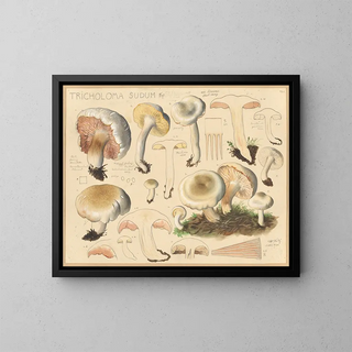 Tricholome sudum - Hans Baldung — gerahmtes Bild an der Wand