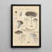 Tricholoma terreum - Hans Baldung — framed artwork on a wall