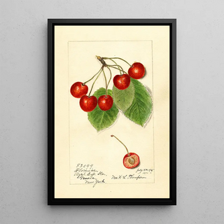 Harriet L Thompson - Prunus avium Florence.webp