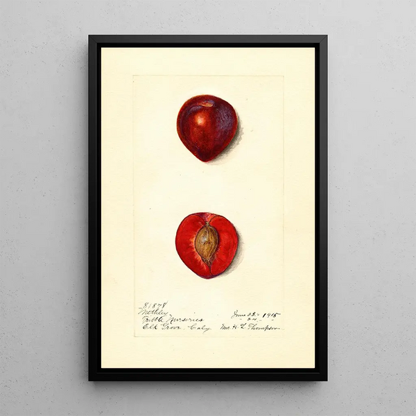 Harriet L Thompson - Prunus domestica Methley.webp