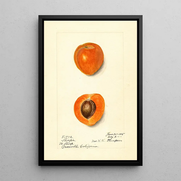 Harriet L Thompson - Prunus mume Sharpe.webp
