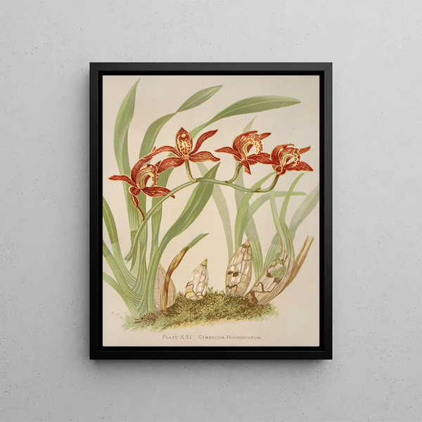 Harriet Stewart Miner - Cymbidium Hookerianum.webp
