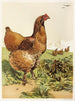 Poule Cochin à la cannelle - Harrison Weir — vista dell’opera