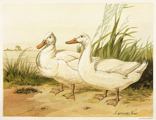 Harrison Weir - White Aylesbury Ducks.webp