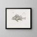 Memorie del Museo di zoologia comparata di Harvard College Pl07 - Museo di Zoologia Comparata dell'Università di Harvard — quadro incorniciato alla parete