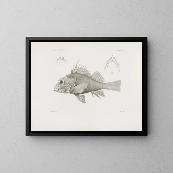 Mémoires du Muséum de zoologie comparée de Harvard College Pl07 - Musée de Zoologie Comparée de l'Université Harvard — gerahmtes Bild an der Wand