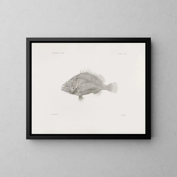 Mémoires du Muséum de zoologie comparée de Harvard College Pl08 - Musée de Zoologie Comparée de l'Université Harvard — gerahmtes Bild an der Wand