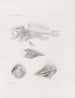 Memorie del Museo di zoologia comparata del Harvard College Pl09 - Museo di Zoologia Comparata dell'Università di Harvard — vista dell’opera
