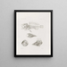 Memorie del Museo di zoologia comparata del Harvard College Pl09 - Museo di Zoologia Comparata dell'Università di Harvard — quadro incorniciato alla parete
