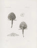 Memorie del Museo di zoologia comparata del Harvard College Pl18 - Museo di Zoologia Comparata dell'Università di Harvard — vista dell’opera