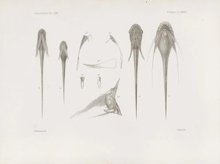 Harvard University Museum of Comparative Zoology - Memoirs of the Museum of Comparative Zoology at Harvard College Pl28.webp