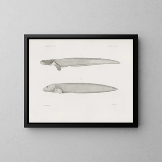 Harvard University Museum of Comparative Zoology - Memoirs of the Museum of Comparative Zoology at Harvard College Pl31.webp