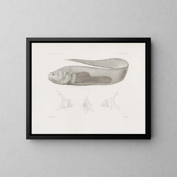 Mémoires du Muséum de zoologie comparée de Harvard College Pl35 - Musée de Zoologie Comparée de l'Université Harvard — gerahmtes Bild an der Wand