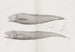 Mémoires du Pl36 - Museum für vergleichende Zoologie der Harvard-Universität — Ansicht des Kunstwerks