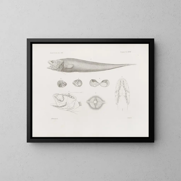 Mémoires du Muséum de zoologie comparée de Harvard College Pl38 - Musée de Zoologie Comparée de l'Université Harvard — gerahmtes Bild an der Wand