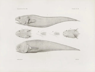 Harvard University Museum of Comparative Zoology - Memoirs of the Museum of Comparative Zoology at Harvard College Pl40.webp