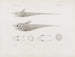 Ricordi del Museo di zoologia comparata di Harvard College Pl49 - Museo di Zoologia Comparata dell'Università di Harvard — vista dell’opera