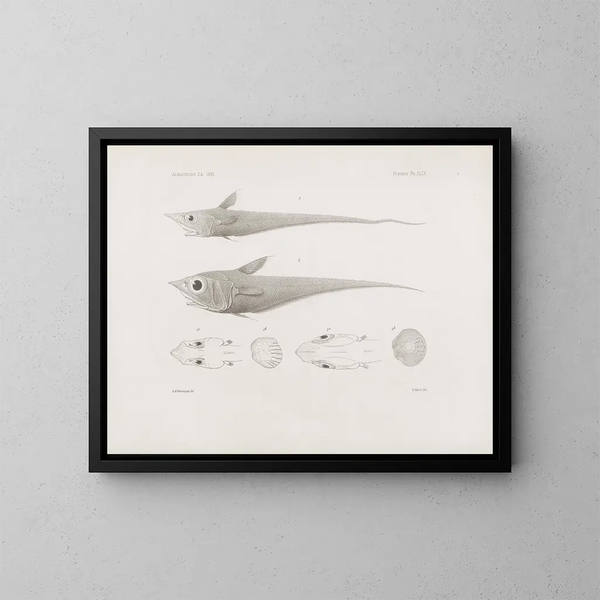 Mémoires du Muséum de zoologie comparée de Harvard College Pl49 - Musée de Zoologie Comparée de l'Université Harvard — gerahmtes Bild an der Wand