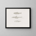 Memorie del Museo di zoologia comparata di Harvard College Pl55 - Museo di Zoologia Comparata dell'Università di Harvard — quadro incorniciato alla parete
