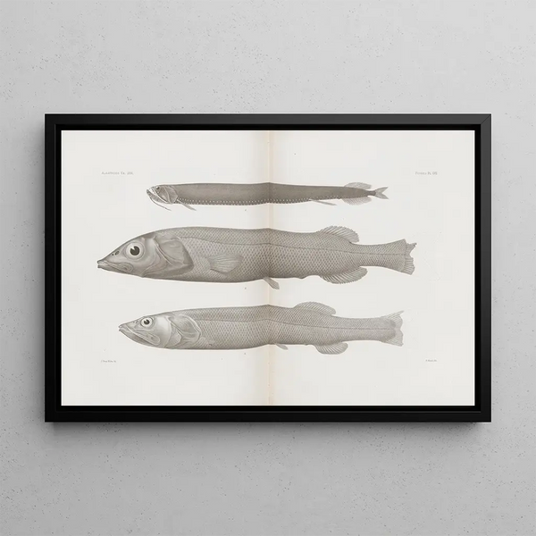 Mémoires du Pl57 - Museum für vergleichende Zoologie der Harvard-Universität — gerahmtes Bild an der Wand