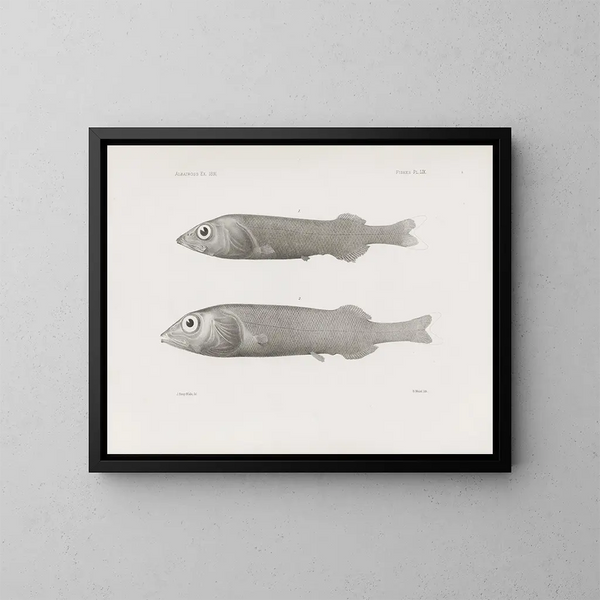 Mémoires du Muséum de zoologie comparée de Harvard College Pl59 - Musée de Zoologie Comparée de l'Université Harvard — gerahmtes Bild an der Wand
