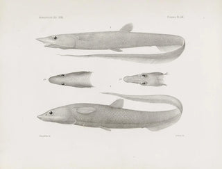 Harvard University Museum of Comparative Zoology - Memoirs of the Museum of Comparative Zoology at Harvard College Pl60.webp