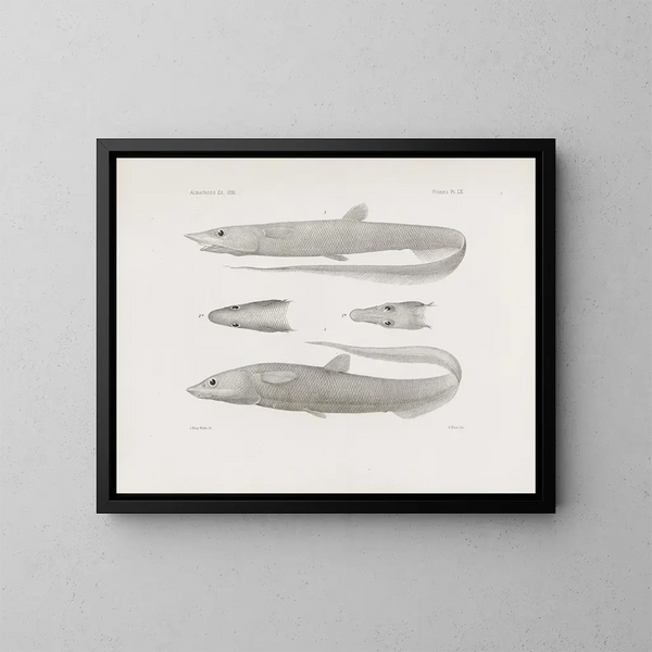 Erinnerungen des Museums für vergleichende Zoologie des Harvard College Pl60 - Museum für vergleichende Zoologie der Harvard-Universität — gerahmtes Bild an der Wand