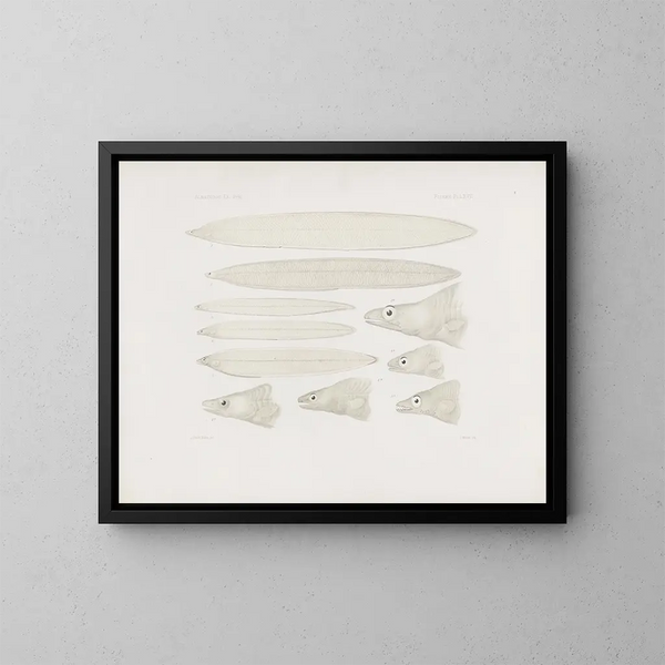 Mémoires du Muséum de zoologie comparée de Harvard College Pl67 - Musée de Zoologie Comparée de l'Université Harvard — gerahmtes Bild an der Wand