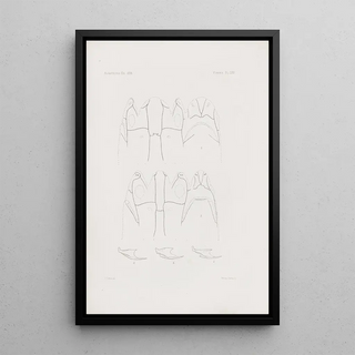 Harvard University Museum of Comparative Zoology - Memoirs of the Museum of Comparative Zoology at Harvard College Pl69.webp