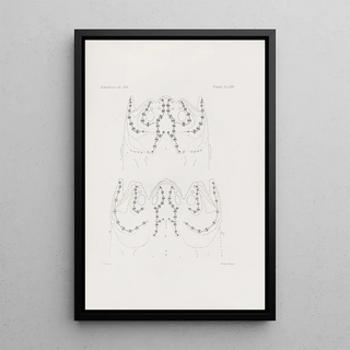 Harvard University Museum of Comparative Zoology - Memoirs of the Museum of Comparative Zoology at Harvard College Pl74.webp