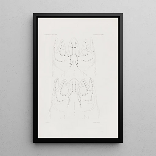 Harvard University Museum of Comparative Zoology - Memoirs of the Museum of Comparative Zoology at Harvard College Pl82.webp