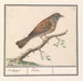 Heggenmus Prunella modularis - Anselmus Botius de Boodt — in einem Innenraum präsentiert