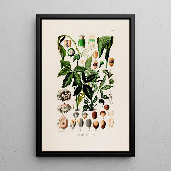 Heinrich Wilhelm Schott - Aroideae Maximilianae Pl03.webp