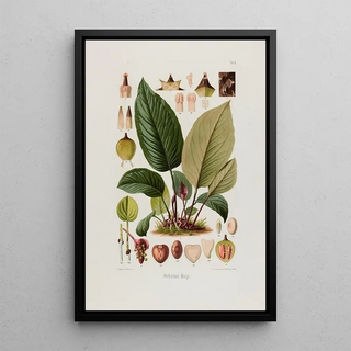 Heinrich Wilhelm Schott - Aroideae Maximilianae Pl10.webp