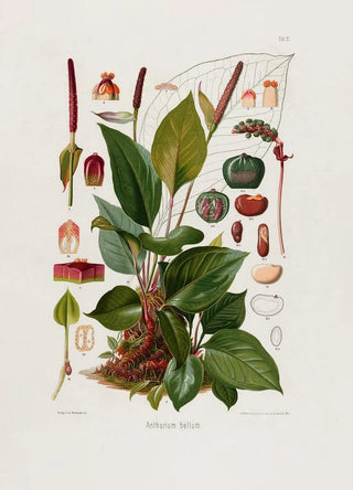 Heinrich Wilhelm Schott - Aroideae Maximilianae Pl11.webp