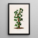 Aroideae Maximilianae Pl17 - Heinrich Wilhelm Schott — framed artwork on a wall