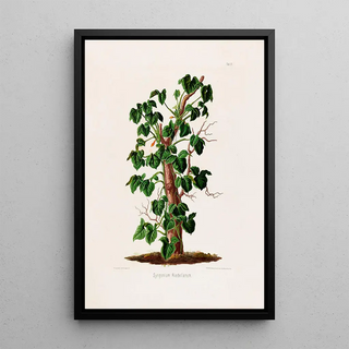 Heinrich Wilhelm Schott - Aroideae Maximilianae Pl17.webp