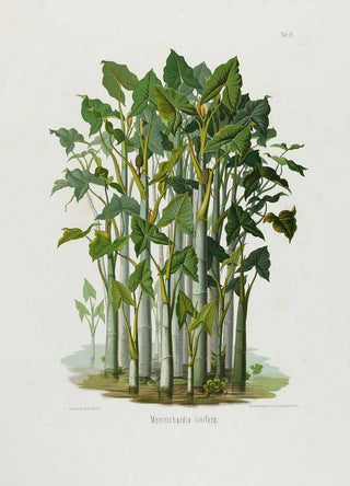 Heinrich Wilhelm Schott - Aroideae Maximilianae Pl21.webp