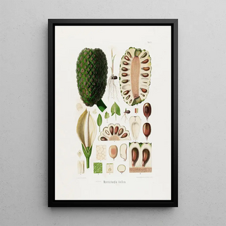 Heinrich Wilhelm Schott - Aroideae Maximilianae Pl22.webp