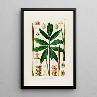 Heinrich Wilhelm Schott - Aroideae Maximilianae Pl25.webp