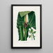 Aroideae Maximilianae Pl32 - Heinrich Wilhelm Schott — framed artwork on a wall