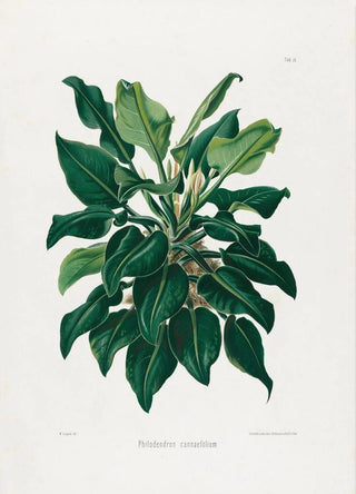 Heinrich Wilhelm Schott - Aroideae Maximilianae Pl38.webp