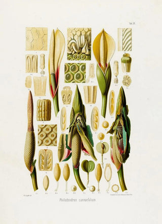 Heinrich Wilhelm Schott - Aroideae Maximilianae Pl39.webp