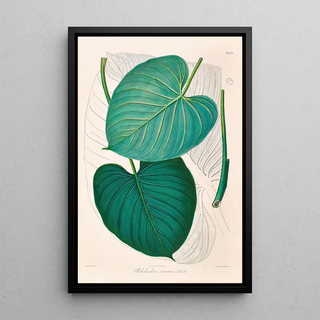 Heinrich Wilhelm Schott - Icones Aroidearum Pl02.webp