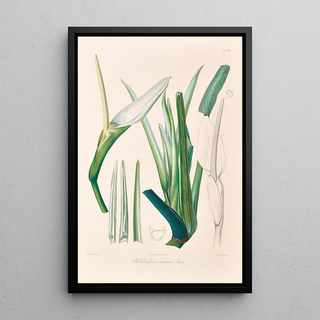 Heinrich Wilhelm Schott - Icones Aroidearum Pl03.webp